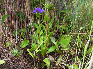 Campanula glomerata