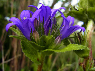 Campanula glomerata