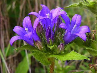 Campanula glomerata