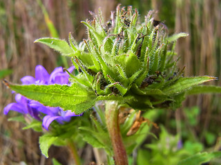 Campanula glomerata