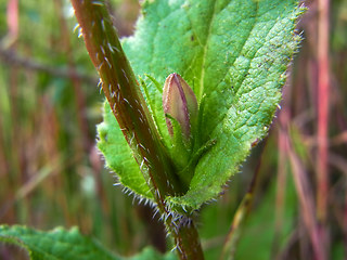 Campanula glomerata