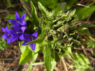 Campanula glomerata