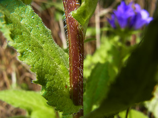 Campanula glomerata