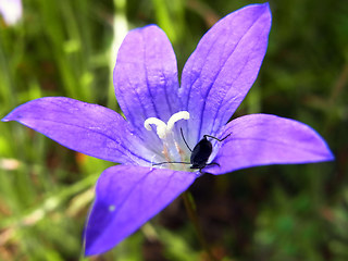 Campanula patula