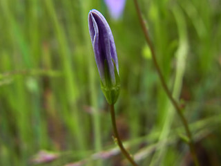 Campanula patula