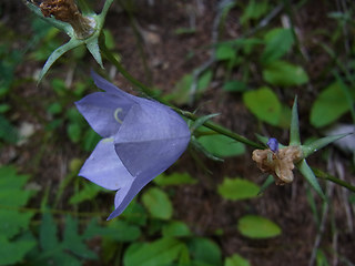 Campanula persicifolia