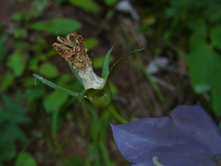 Campanula persicifolia