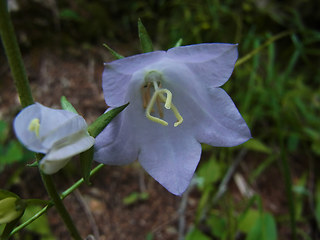 Campanula persicifolia