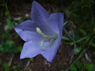 Campanula persicifolia