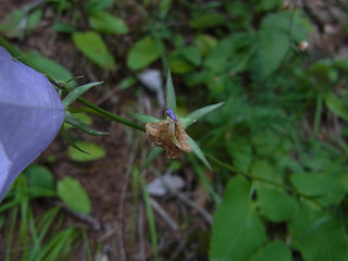 Campanula persicifolia