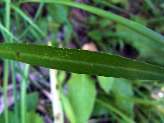 Campanula persicifolia