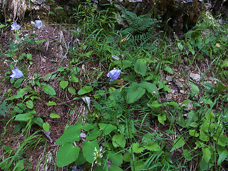 Campanula persicifolia