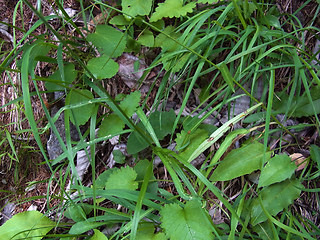 Campanula persicifolia