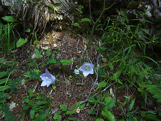 Campanula persicifolia