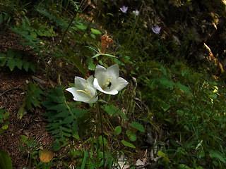 Campanula persicifolia