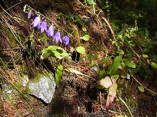 Campanula rapunculoides