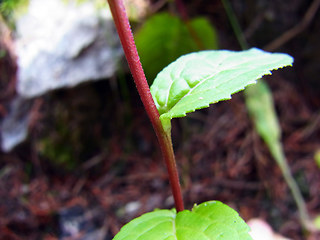 Campanula rapunculoides
