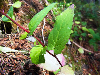 Campanula rapunculoides