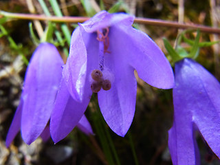 Campanula rapunculoides