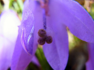 Campanula rapunculoides