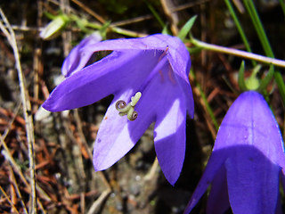 Campanula rapunculoides