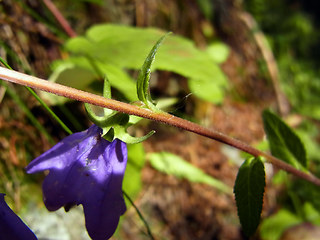 Campanula rapunculoides