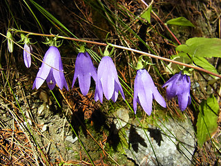 Campanula rapunculoides