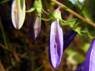 Campanula rapunculoides