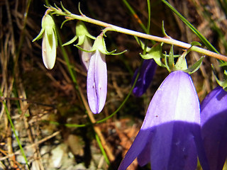 Campanula rapunculoides