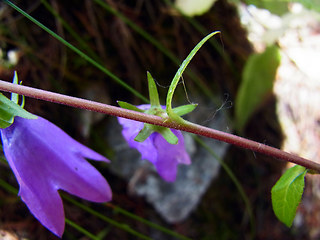 Campanula rapunculoides