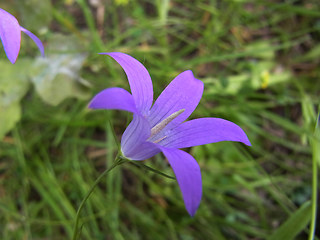 Campanula rapunculus