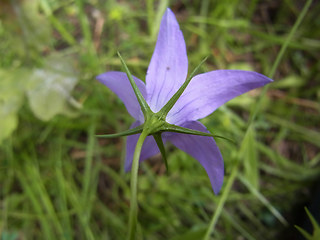 Campanula rapunculus