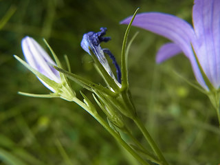 Campanula rapunculus