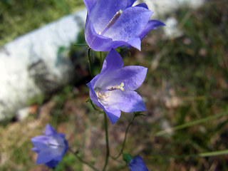 Campanula rotundifolia