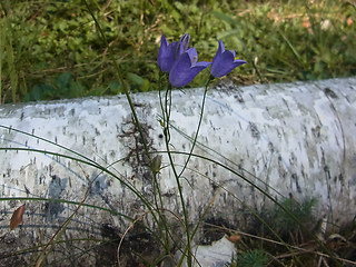 Campanula rotundifolia