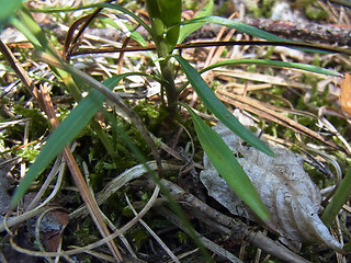 Campanula rotundifolia