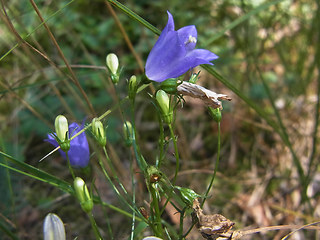 Campanula rotundifolia