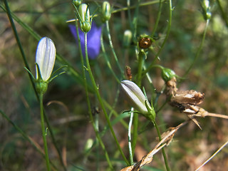 Campanula rotundifolia