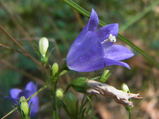 Campanula rotundifolia