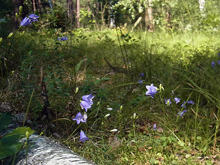 Campanula rotundifolia