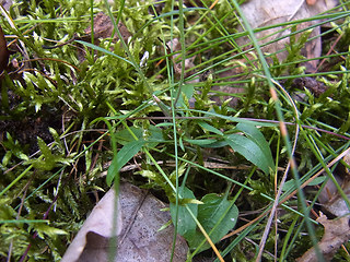 Campanula rotundifolia