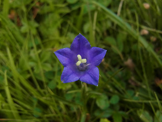 Campanula scheuchzer