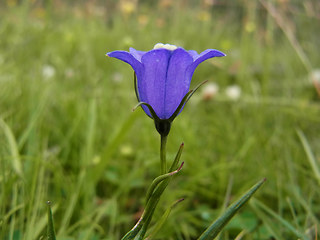 Campanula scheuchzer