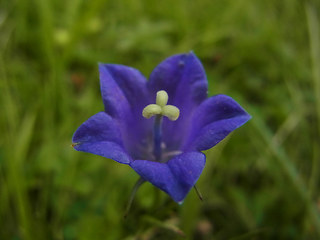 Campanula scheuchzer