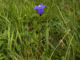 Campanula scheuchzer