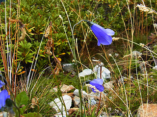 Campanula scheuchzer