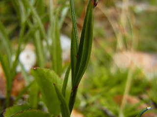 Campanula scheuchzer