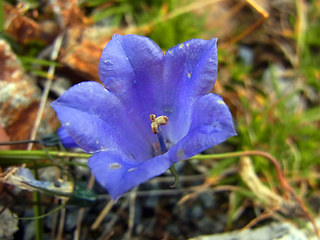 Campanula scheuchzer