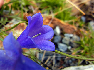 Campanula scheuchzer