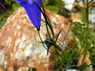 Campanula scheuchzer